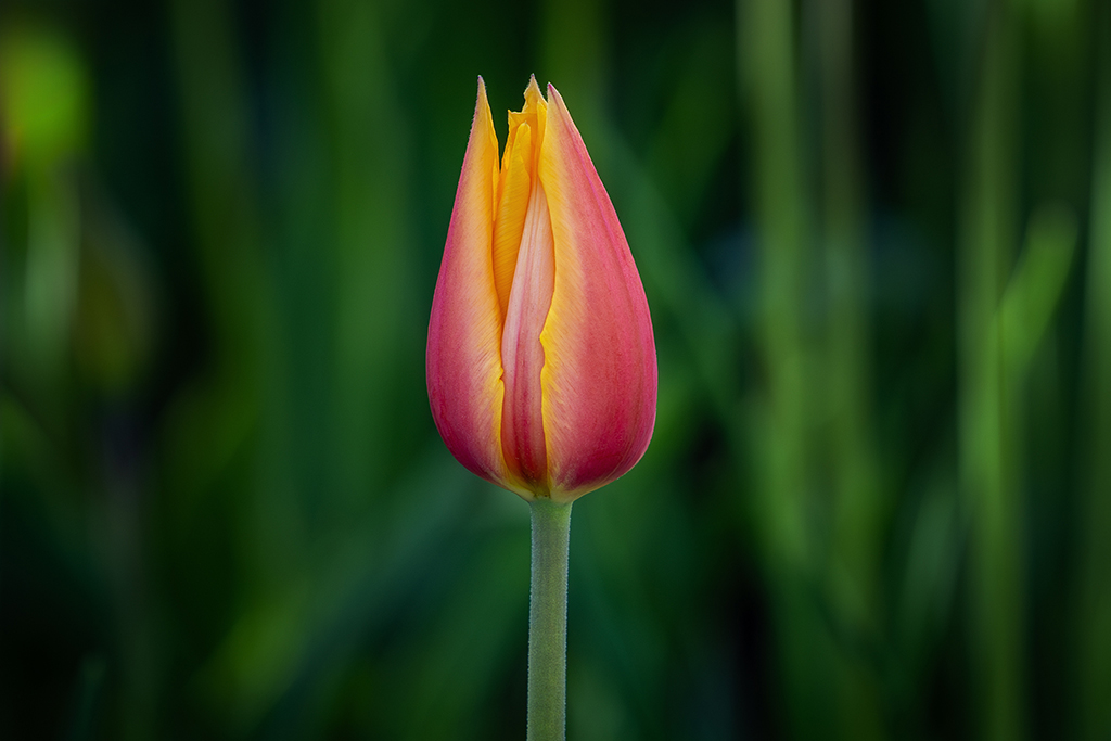 A tulip bud poised to bloom, its red and yellow petals glowing against a lush green backdrop—a quiet yet striking masterpiece of nature's artistry. Dow's Lake Park, Ottawa, Ontario