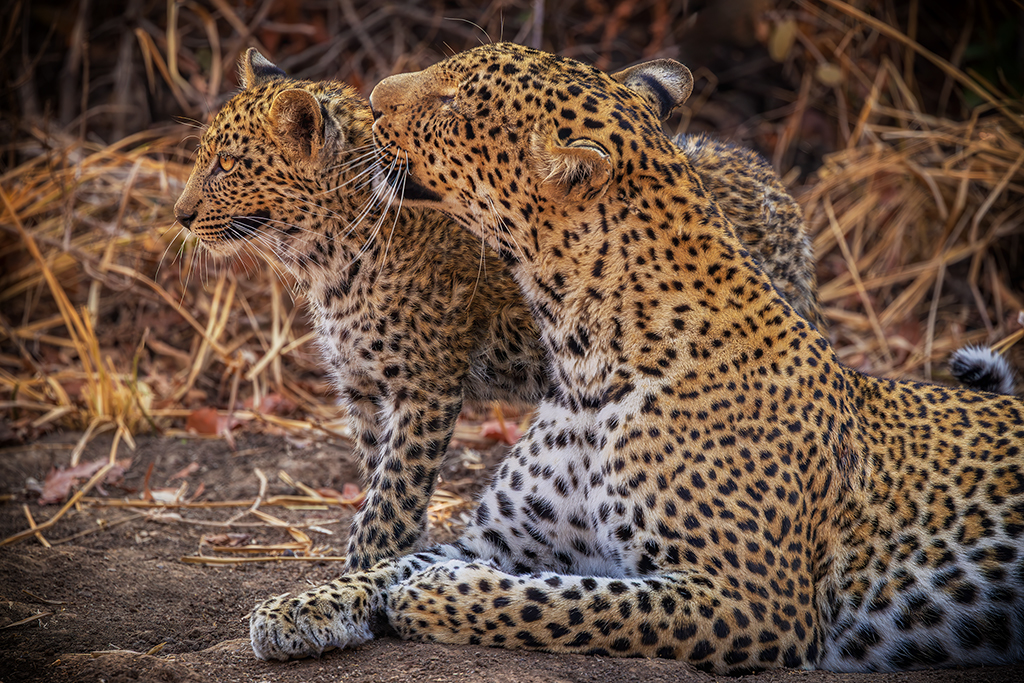 In the golden hush of the savanna, a mother gently grooms her cub—passing down love, strength, and the secrets of survival.