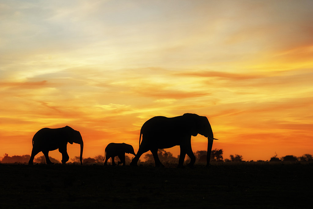 The way home; a family of elephants return to the shores of the Chobe River as the sun set paints the sky golden. Chobe National Park, Botswana