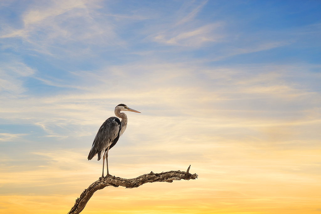 At dawn’s perch — A Grey Heron stands tall on a weathered branch, silhouetted against the soft gradient of sunrise.