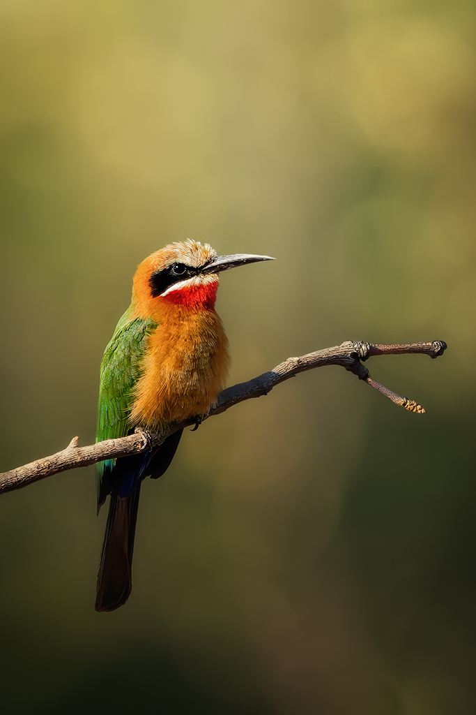 A flash of red and green—White-fronted Bee-eater soaking in the golden hour.