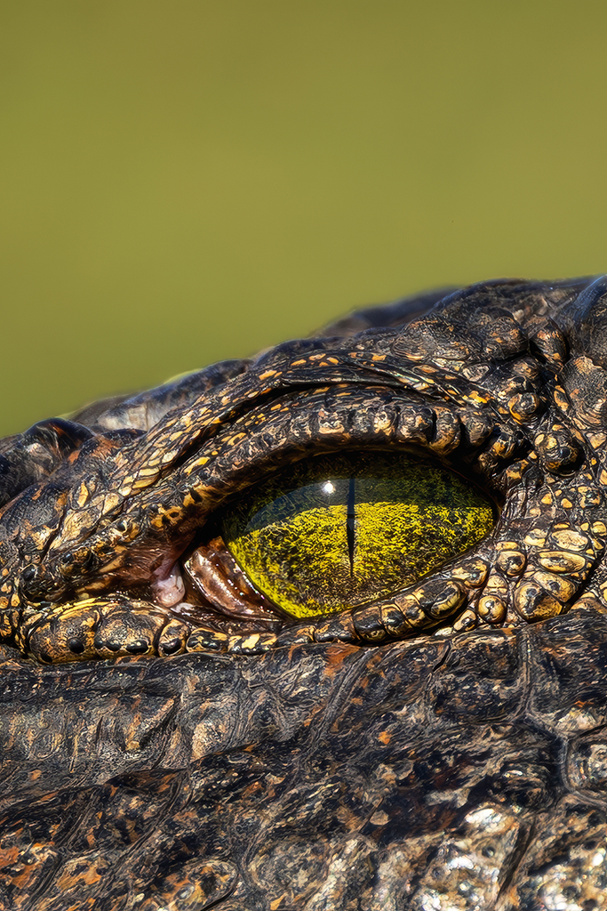 Piercing gaze of nature's ancient predator; an intricate close-up of a crocodile's mesmerizing eye. Chobe National Park, Botswana