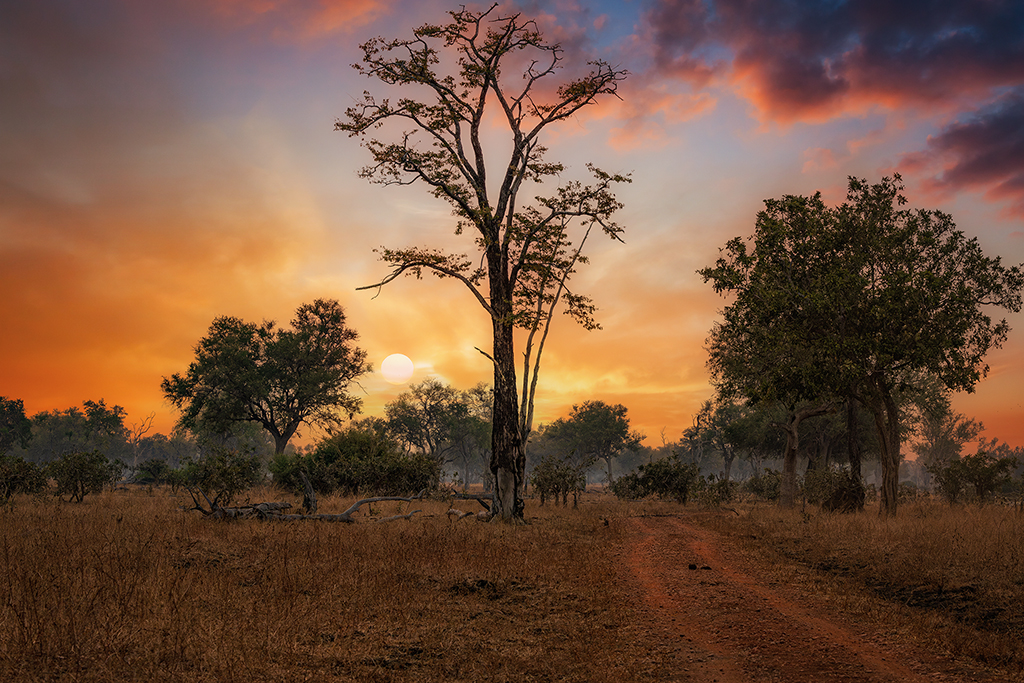 South Luangwa’s golden hush—where the sun bows low and the road less travelled winds through silence and wild memory.