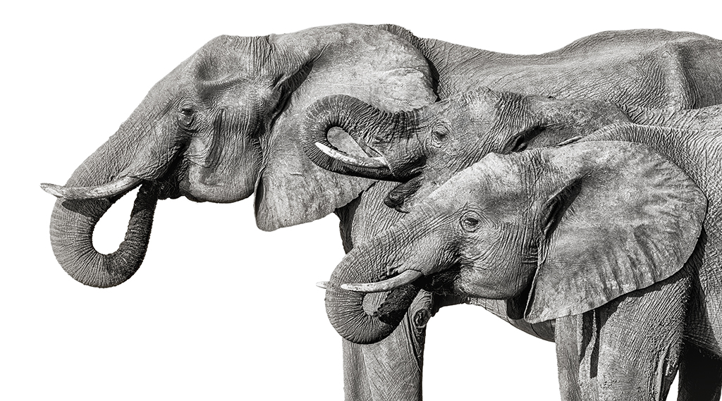 Three generations of elephants, their shadows intertwining, weaving an ancient tale of strength, mystery, and timeless connection. Chobe National Park, Botswana