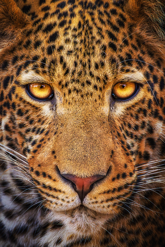 Eyes of the wild—piercing, patient, and powerful. Silent sentinel of the savannah—each rosette a story, each stare a warning.
